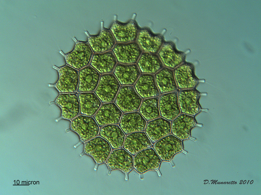 Pediastrum